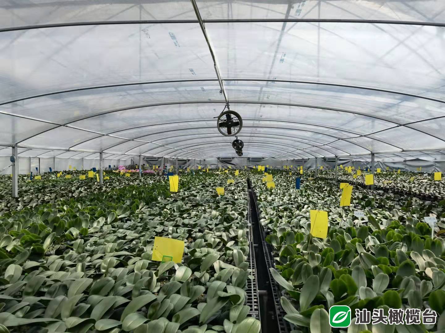 看 温室大棚种满 致富花 农科所 合作社 花农携手打造蝴蝶兰示范基地 市农科所 看 温室大棚种满 致富花 农科所 合作社 花农携手打造蝴蝶兰示范基地 市农科所