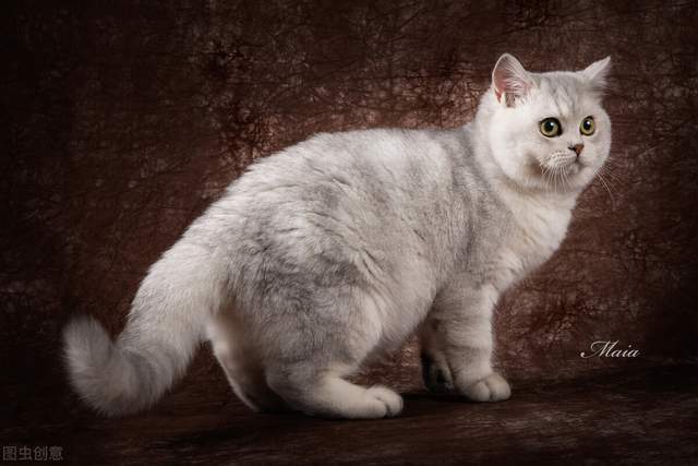 猫咪|5大热门的小猫咪，第一名你绝对想不到是谁