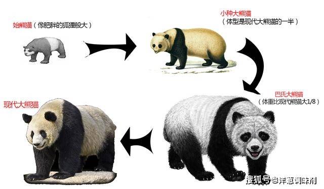 始熊猫的主要食物是肉食,但是演化至小种大熊猫阶段的时候,它们就
