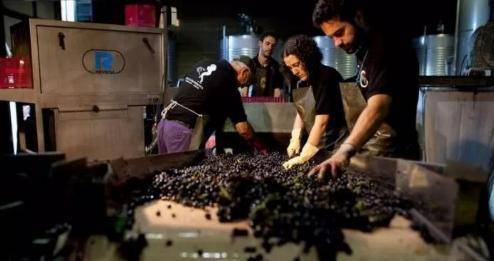 葡萄|别在喝自酿的葡萄酒了,专家发现里面有大量的大肠菌,吓死宝宝了