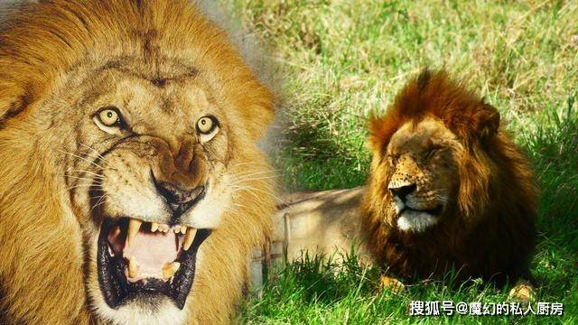 原创标配9头的狼群,能否猎杀一只成年东北虎或者非洲雄狮?