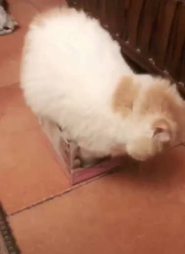 地方|加菲猫：这是主人给我的新房子，一定得住进去！主人：脑子瓦特了