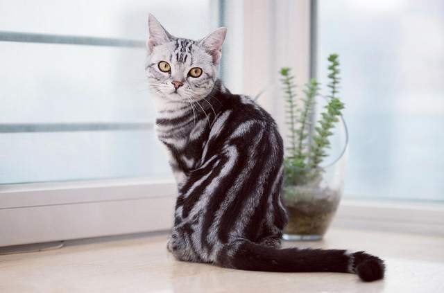 美国3种比狗狗还忠诚的家养猫,认准你就是一辈子,与人亲近招人喜欢