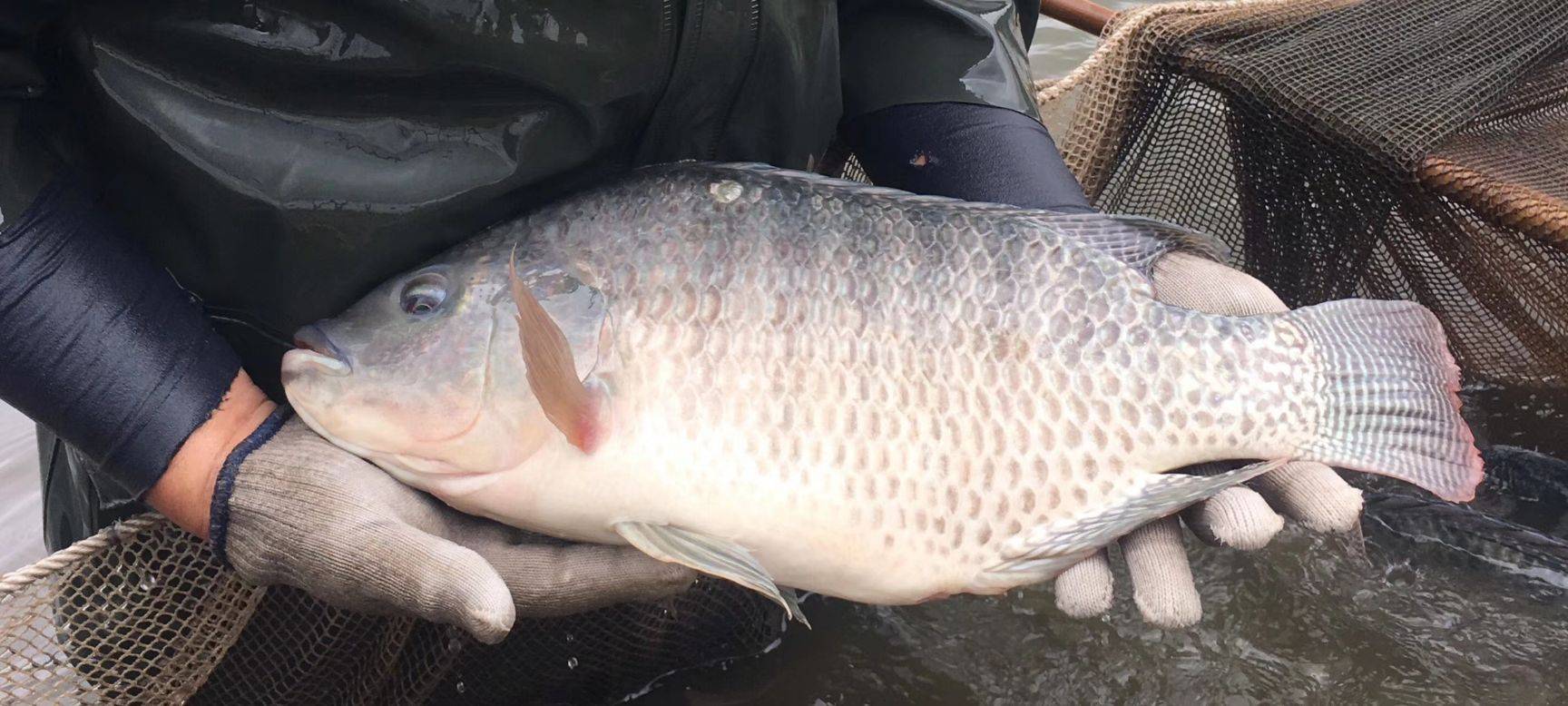 南方臭水沟里常泛滥,农民称它为 大便鱼 ,在国外却是香饽饽