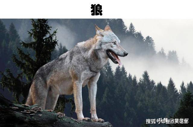 狼的祖先阿拉斯加图片