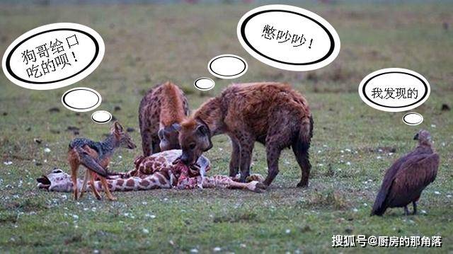 当鬣狗在吃肉的时候,胡狼也会围绕在周围,等鬣狗饱餐之后,胡狼也能够