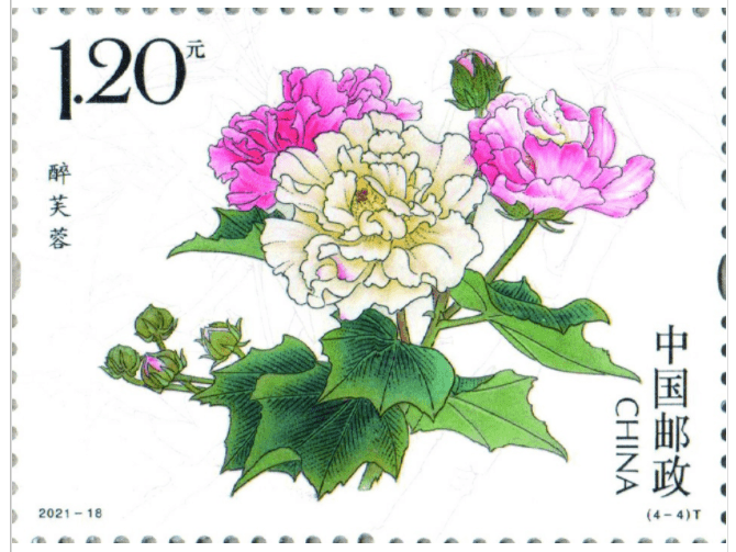 花朵|【东方金典集团】9.7发行！娇美硕大、朝开暮谢——《木芙蓉》邮票
