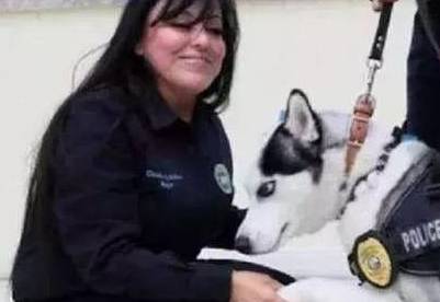 名字|二哈总是拆家，被主人派去当警犬，再也没力气拆家，笑哭主人