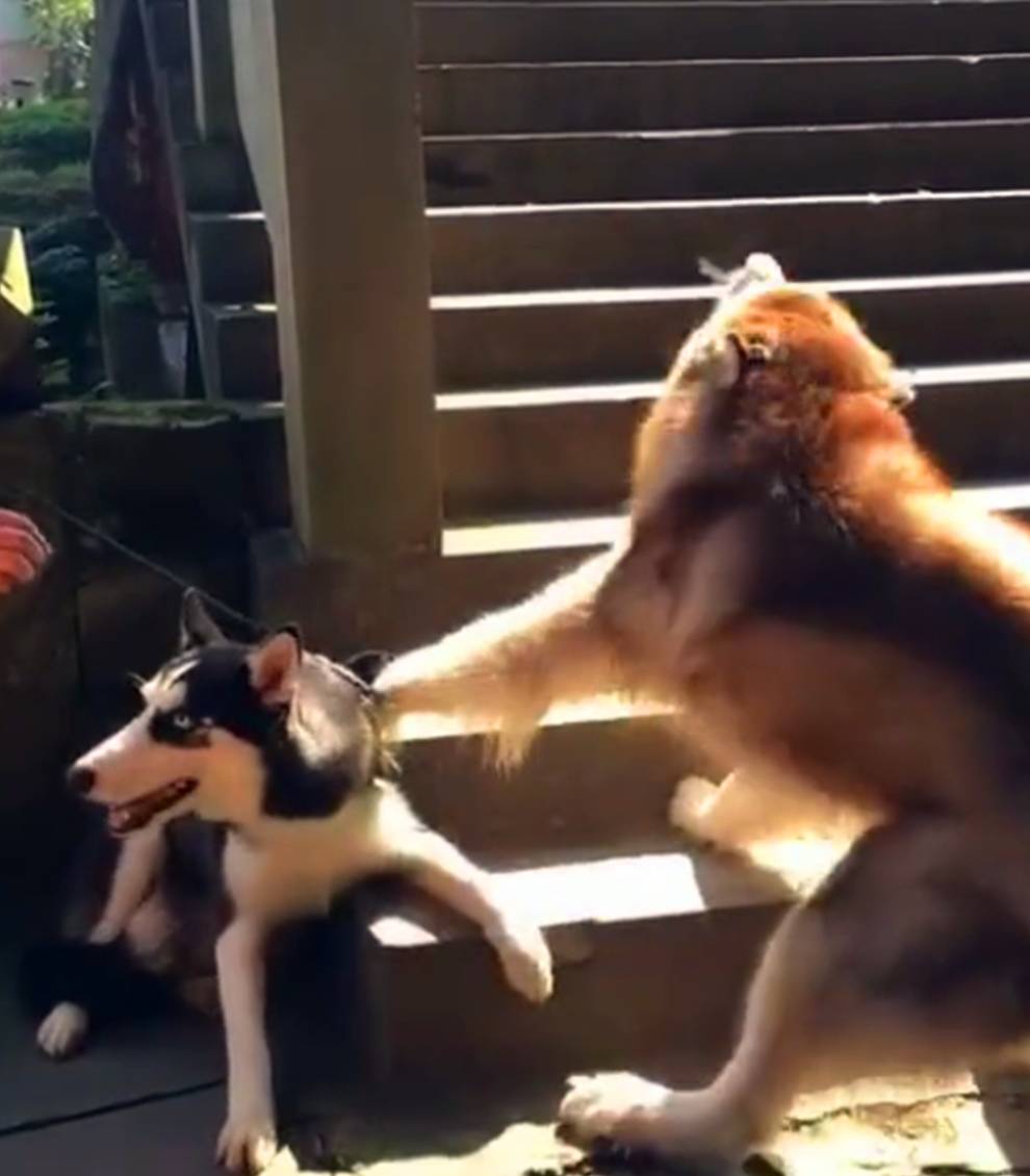 猎犬|阿拉前腿挂二哈背带上叫的像杀猪，二哈一脸懵，二哈：丢不丢狗…