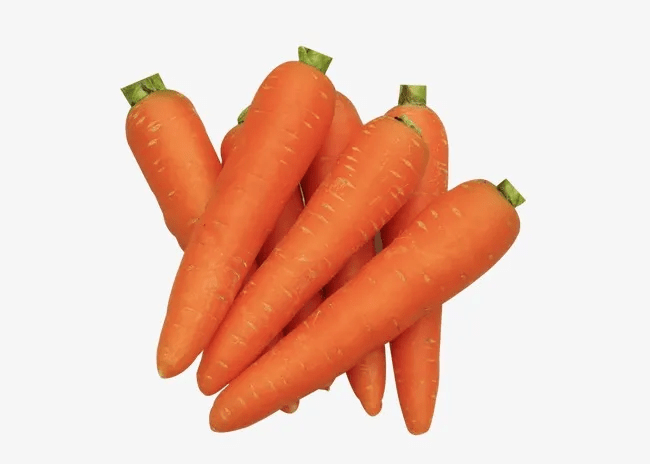 胡萝卜属真实图片