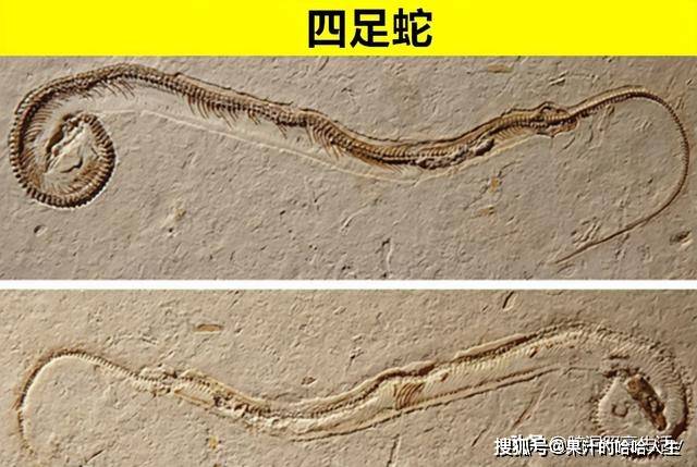 蛇是有脊椎的动物吗 42569b93fc5243e3bf547c6240b303c3.jpeg