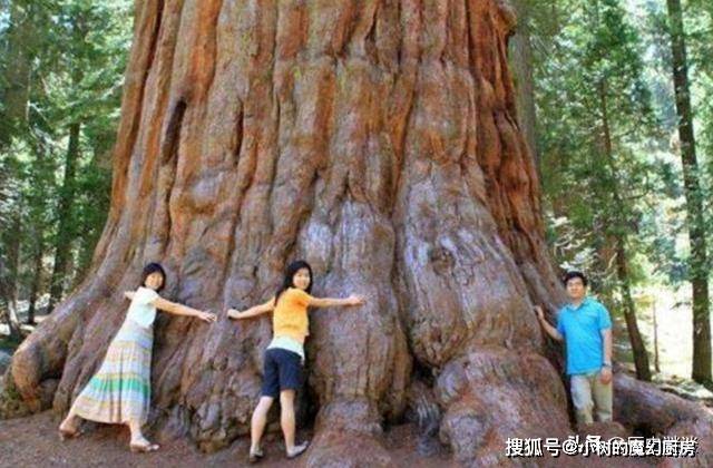 全球最高的4棵树,一棵超过自由女神像,一棵达到150米_树木