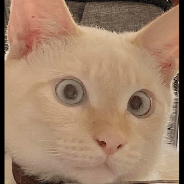 猫两眼放光表情包图片