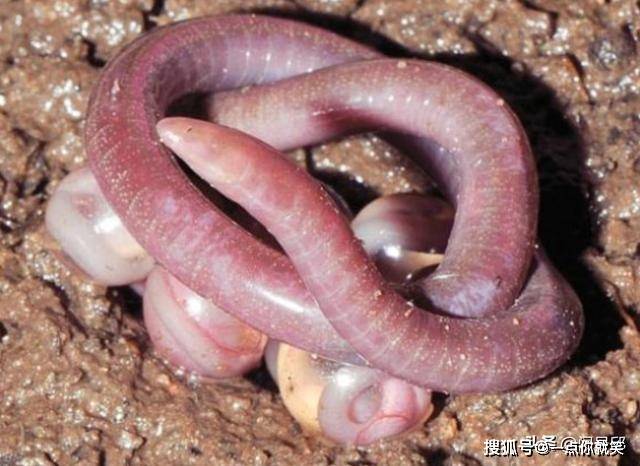 原创长得像蚯蚓的蛇1亿年前随着大陆板块漂流到全球各地