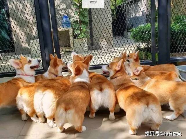 时间|柯基咖啡馆，爱宠人士的福音，非常值得去一次！