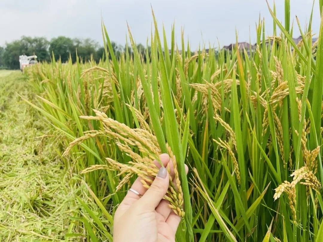 加工水稻 ae2f2678a6cb4db39e9284260f7cb66a.jpeg