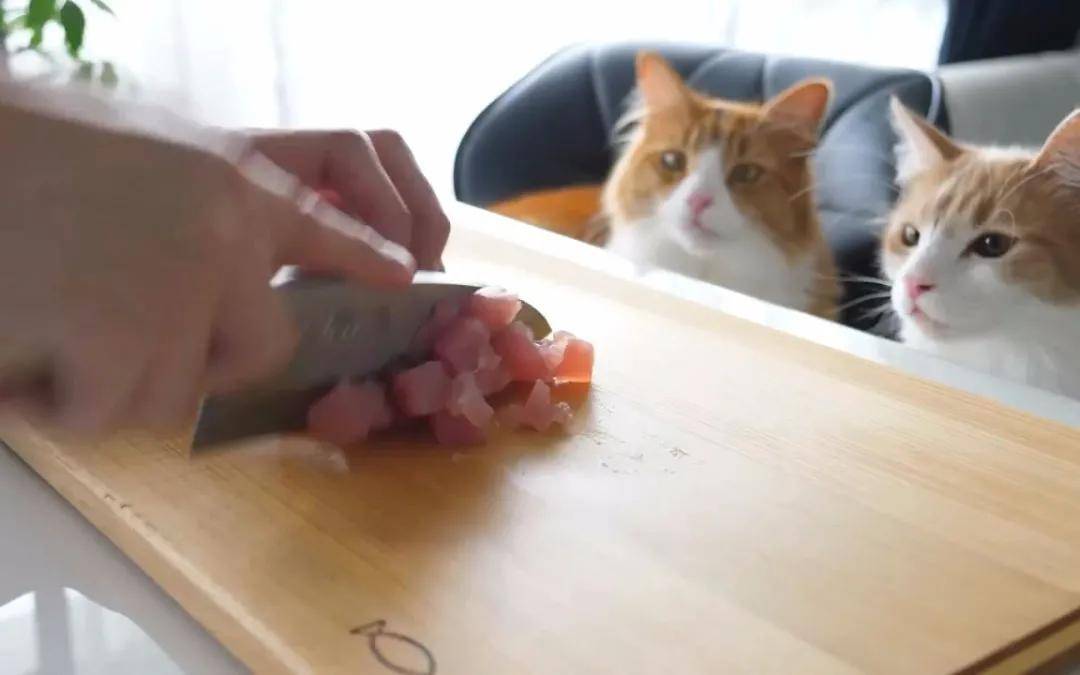 猫咪|我们该不该给猫咪买零食吃？