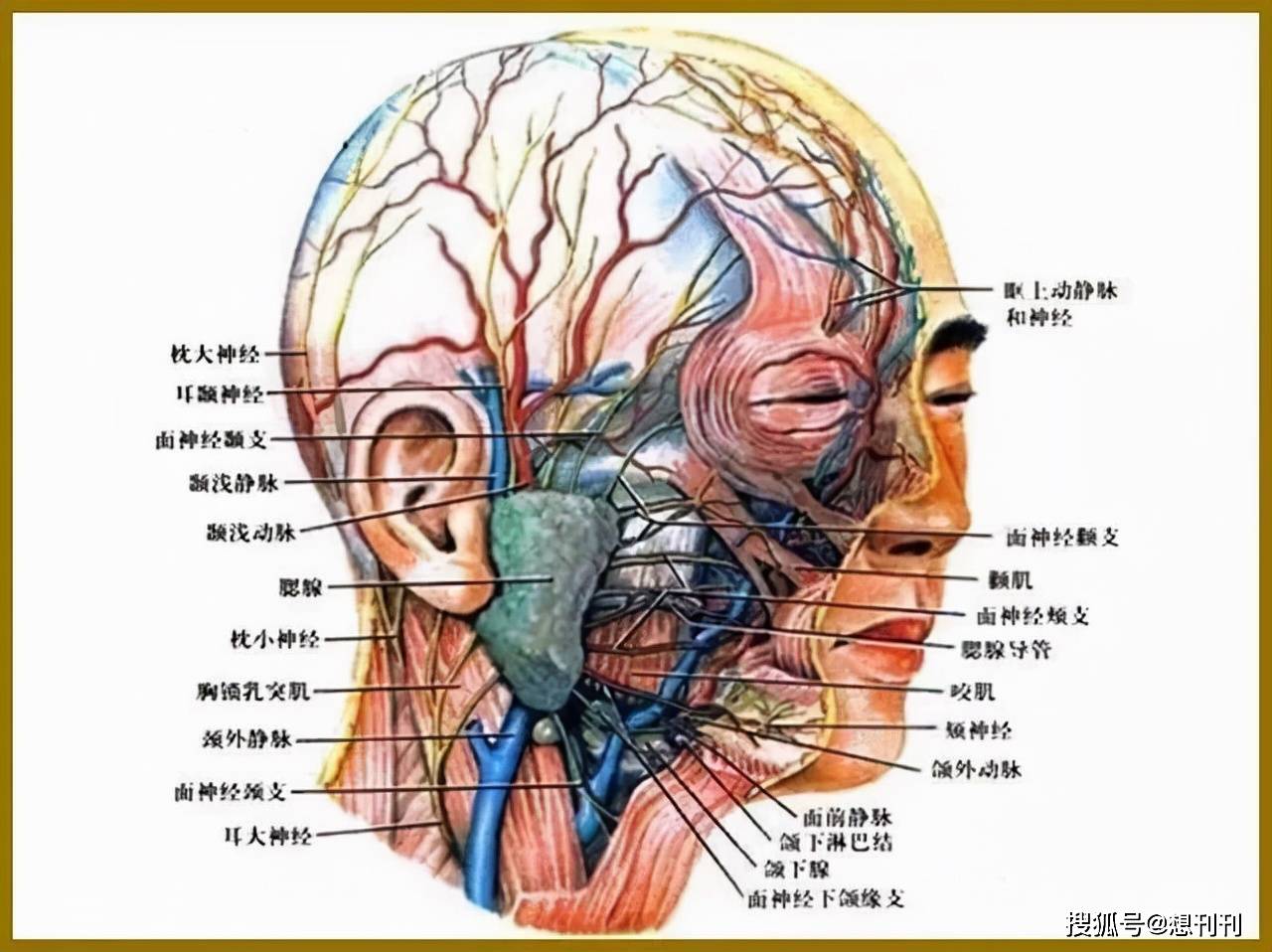 颧骨|做了颧骨内推的明星真的变美了吗？推平容易后悔难，后遗症一大堆