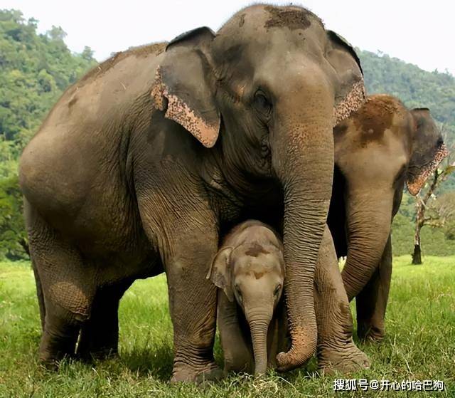 去泰国为什么不要去骑大象？你知道大象是怎么被训练出来的吗？