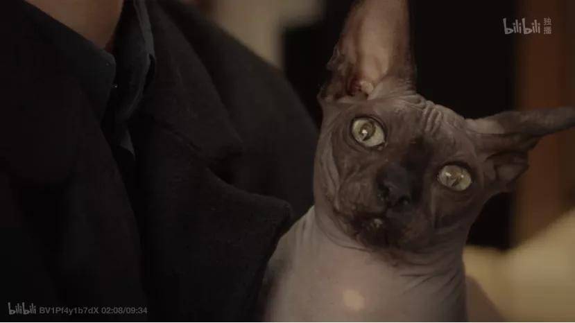 猫与女主人，一部温馨的短剧，猫与女主人，温馨短剧