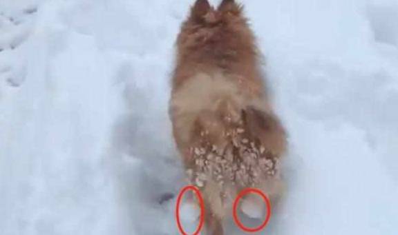 天气|柯基出门，屁股结了几颗冰球，汪：谁一直在打我屁股！