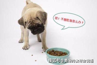 方法|狗狗挑食千万不能忽视,4个方法帮你彻底杜绝!