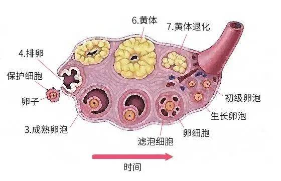 因为|913优生节高效优孕秘籍|优势卵泡到底长啥样？满足这3个条件，就可以了！