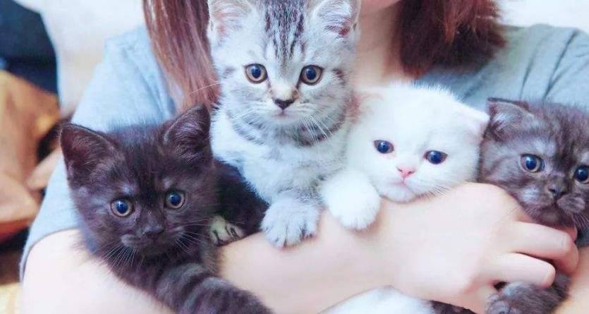 怎样才能让猫咪快速信任你 ba5f08a20d5c43a6a8a7dbafe57d02e1.jpeg