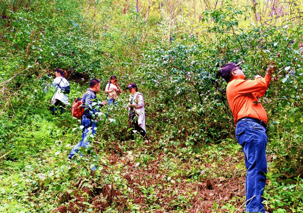 栖霞岩茶效果