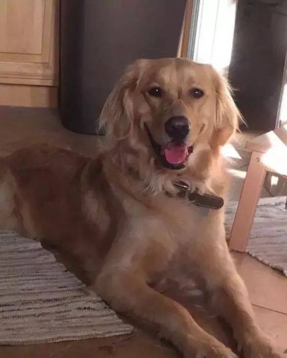 猫咪|主人背柯基坐地铁,它的歪头杀萌翻了一车厢人,狗:我是最靓的仔