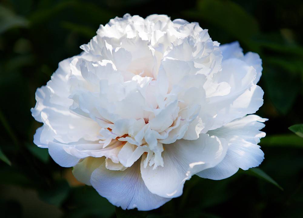 上市|新品上市|蝶婉丽“美白淡斑”组合拳，重磅来袭！