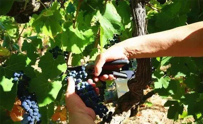 活动|第八届葡萄酒自酿节开启，火热报名中！