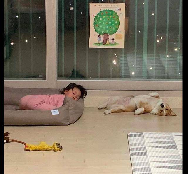 奖励|网友让柯基照顾女儿,回家后惊呆了,狗狗:我做得不错吧?