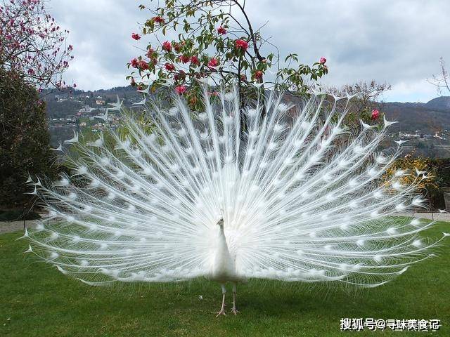 动物界最有仙气的动物 自带白色婚纱 求偶却常被普通同类拒绝 孔雀