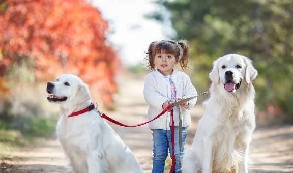 什么|很喜欢出去玩的狗,为什么突然死也不出门?你找到原因没