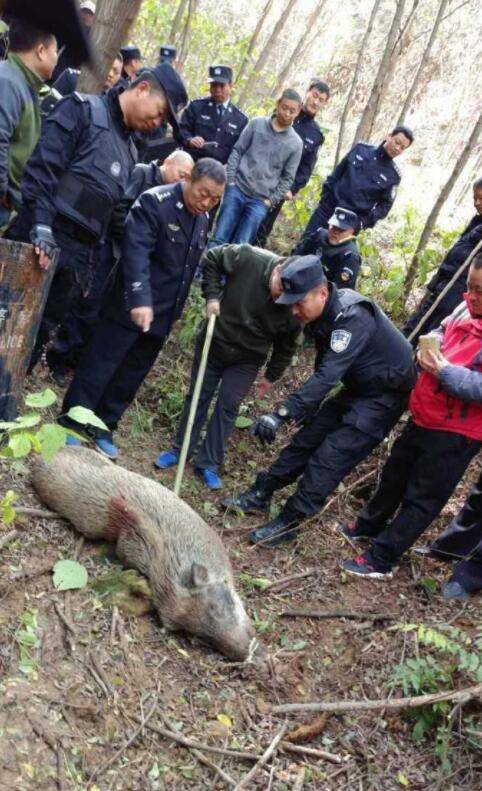 原创野猪现身合肥市区特警开枪击毙全国多省批复控猪会减少吗