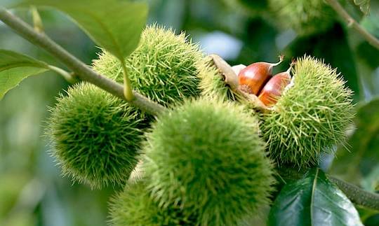 治疗|晚上当零食吃一把此物，补气益血，健脾胃，降血压，早食早好