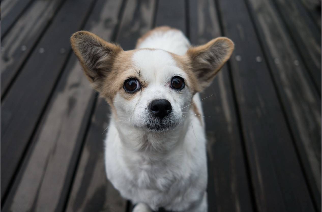 耳道|狗狗品种以及容易患的病