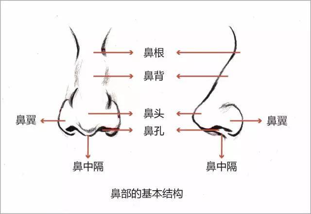 头像|干货教程 | 速写五官很难画？给你详细解析！