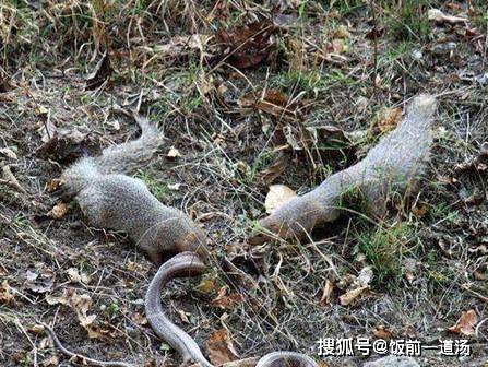 猫跟蛇谁比较厉害 a6e10a02973d43269ab38492a14da43b.jpeg