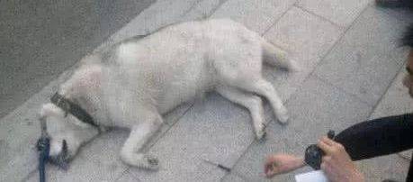 男子帶哈士奇遛彎，二哈猛然間栽倒在地，一看原因氣壞了！ 萌趣萌寵 第1张