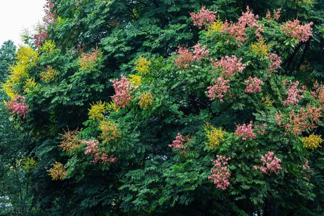 種植一畝欒樹有多少收益?一畝欒樹樹能賺多少錢