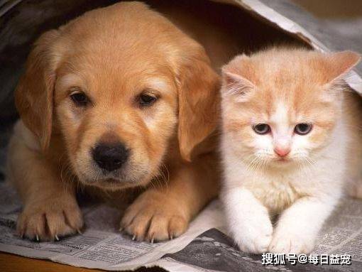 猫咪和狗子搞笑 2c3a3c830dea41c08952ebd29baa4cf6.jpeg