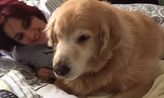 女主要起床上班，金毛趴著就是不動，金毛：不捨得你去上班 萌趣萌寵 第3张