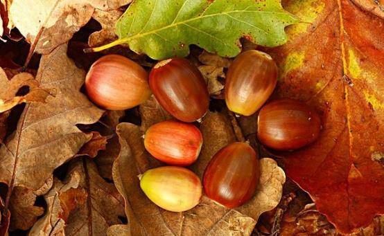 玩具|曾是人们主食之一,小时候看到很珍惜,现在没人需要,可惜了