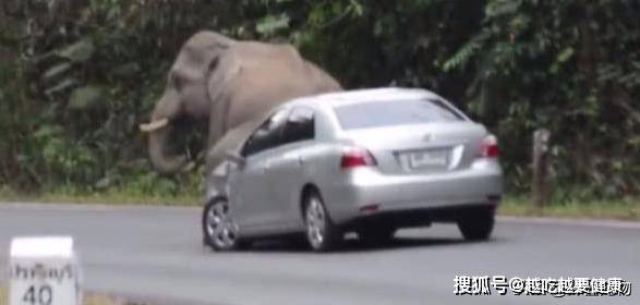 车主途中偶遇大象，鸣笛想让它让路，结果惹怒大象结局惨不忍睹