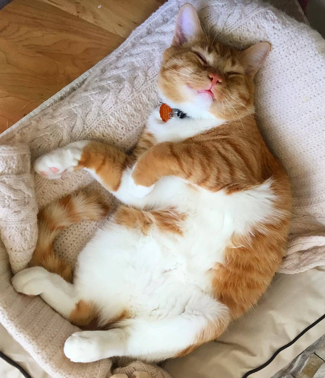 猫咪|猫咪在睡觉的时候，为什么要“打呼噜”？