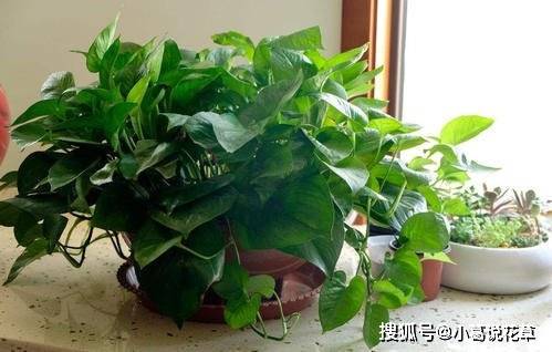 绿萝浇什么水长得要旺盛 39867dd395aa4b4fb7f33fa822e00ed6.jpeg