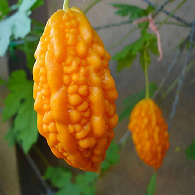 原创被叫做癞葡萄实则是苦瓜过去人们常吃现在少人种