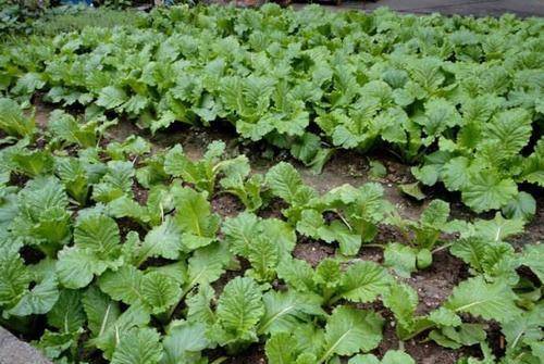 山上的野菜大全 68b1e253846c4d1e88d19c6c8e6132b8.jpeg